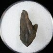 Juvenile Triceratops Tooth - Partial Root, Little Wear #16666-1